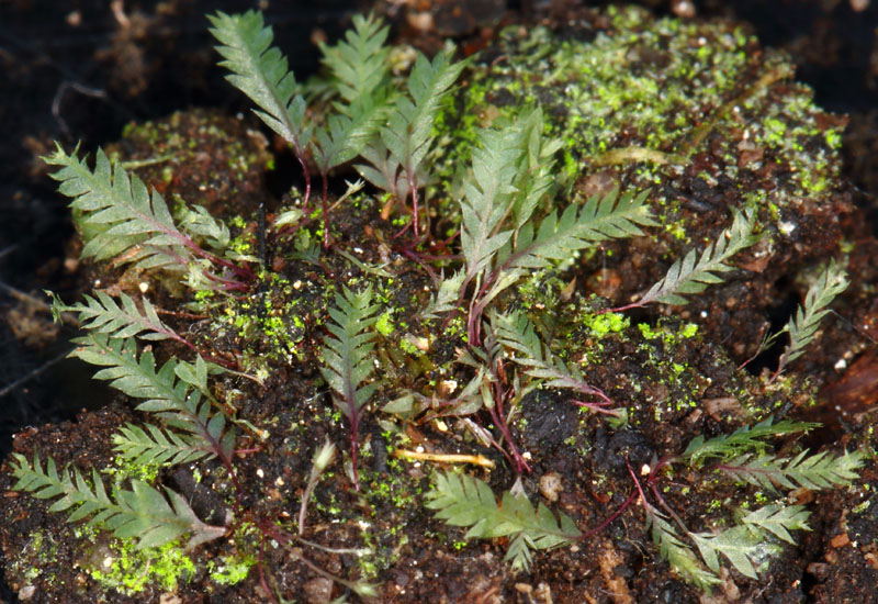 Schistostega pennata